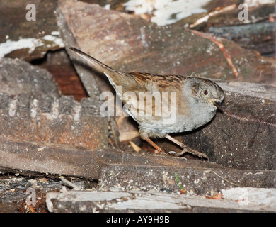 Untersuchung von inländischen Holzstapel Heckenbraunelle Stockfoto