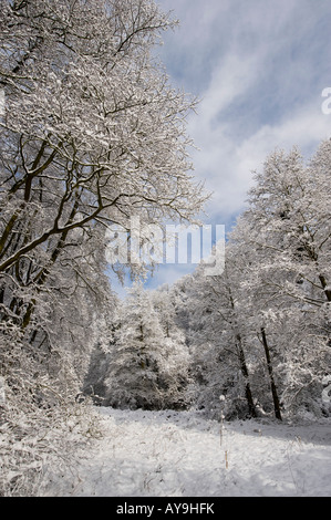 Schneebedeckte Bäume in der englischen Landschaft. Oxfordshire, England Stockfoto