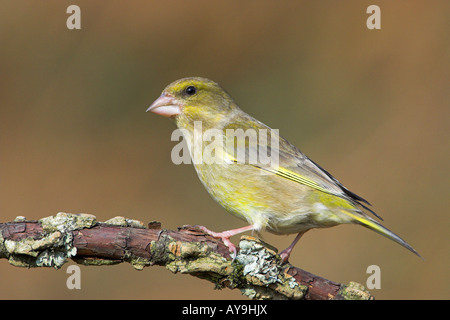 Grünfink Zuchtjahr Chloris Dorset England UK Stockfoto