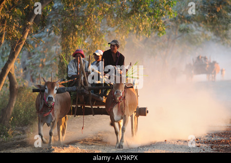 Ochsenkarren auf seinen Weg nach Hause Pyay Myanmar Stockfoto