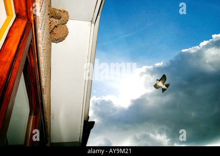 Mehlschwalbe fliegen, um unter Hausdach nisten Stockfoto