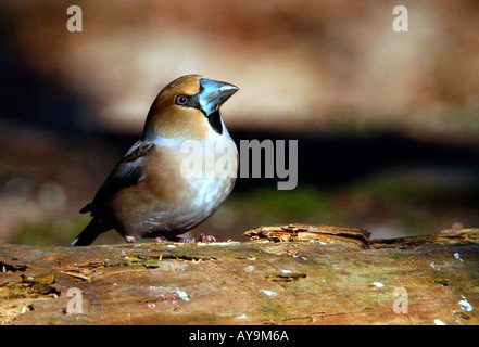 KERNBEIßER Coccothraustes coccothraustes Stockfoto