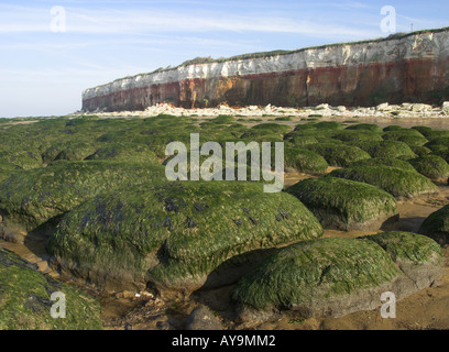 Algen bedeckt erodierte Felsen, Hunstanton Cliffs, Norfolk, England, november Stockfoto