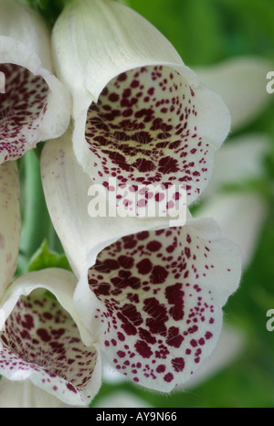 Digitalis Purpurea "PAMS Choice". Fingerhut. Stockfoto