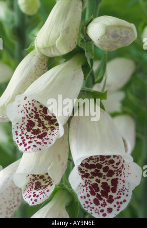 Digitalis Purpurea "PAMS Choice". Fingerhut. Stockfoto