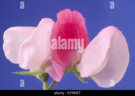 Platterbse man 'Pink Cupid"AGM (Zwerg Sweet Pea) Stockfoto