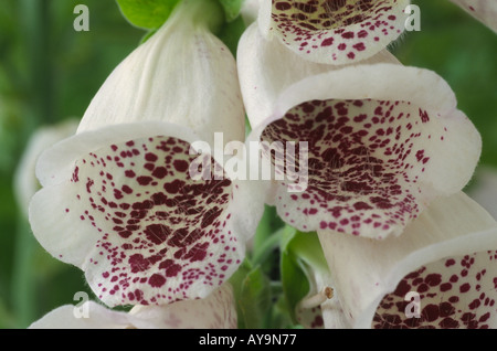 Digitalis Purpurea "PAMS Choice". Fingerhut. Stockfoto