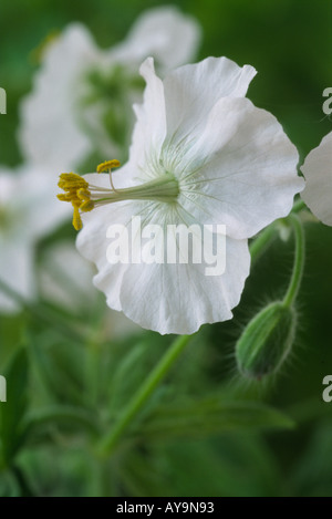 Geranium Phaeum 'Album'. Altrosa Storchschnabel, Trauer Witwe. Stockfoto