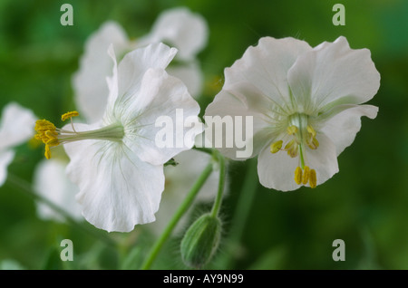 Geranium Phaeum 'Album'. Altrosa Storchschnabel, Trauer Witwe. Stockfoto