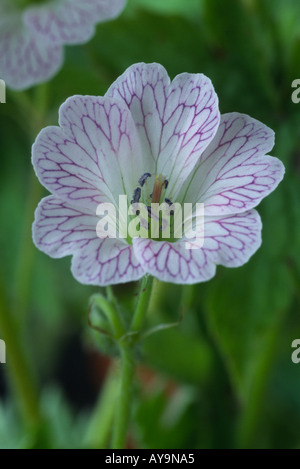 Geranium versicolor. Mit Bleistift Storchschnabel. Stockfoto