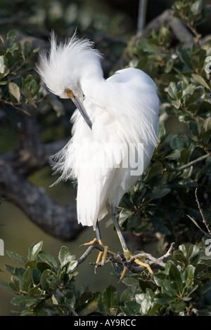 Snowy egret Egretta thula at the Alligator Farm in St Augustine Florida Stockfoto