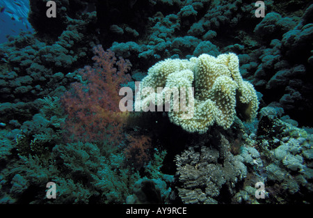 Klunzingers Lederkoralle Klunzingers weichen Korallen Dendronephyta Klunzingeri Und Pfifferling Koralle samt Leder Coral Sarcophyt Stockfoto