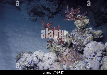 Klunzingers Lederkoralle Klunzingers weichen Korallen Dendronephyta klunzingeri Stockfoto