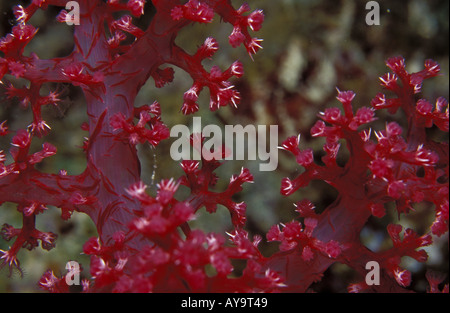 Klunzingers Lederkoralle Klunzingers weichen Korallen Dendronephyta klunzingeri Stockfoto