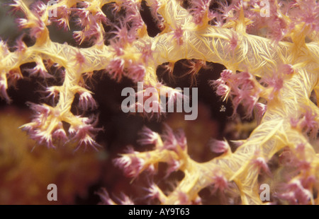 Klunzingers Lederkoralle Klunzingers weichen Korallen Dendronephyta klunzingeri Stockfoto