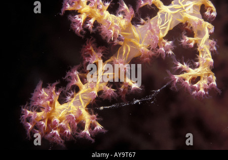 Klunzingers Lederkoralle Klunzingers weichen Korallen Dendronephyta klunzingeri Stockfoto