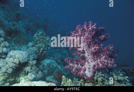 Klunzingers Lederkoralle Klunzingers weichen Korallen Dendronephyta klunzingeri Stockfoto