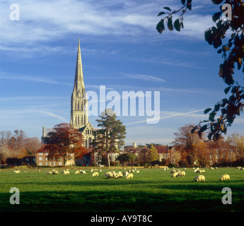 Kathedrale von Salisbury im herbstlichen Abendlicht gesehen von den "Auen" mit Schafbeweidung im Vordergrund Stockfoto