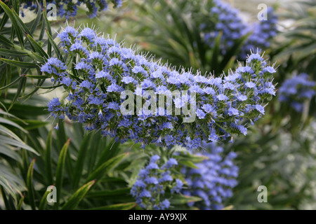 Bugloss oder Blueweed Echium Webbii Boraginaceae blau Stockfoto