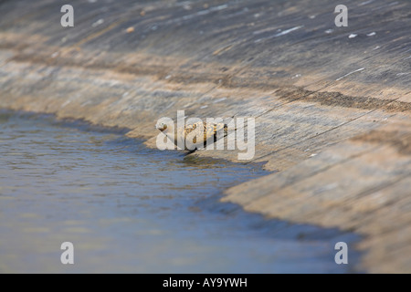 Schwarzbäuchigen Sandgrouse Pterocles Orientalis Männchen trinken vom Rand des Stausees auf Fuerteventura im März. Stockfoto