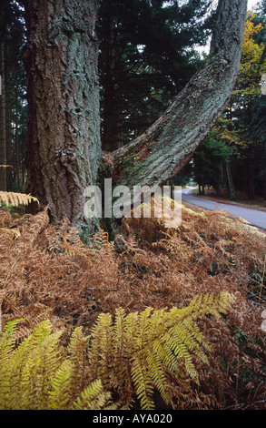 Große alte Kiefer Baumstamm und Niederlassung In der neuen Gesamtstruktur Hampshire England Stockfoto