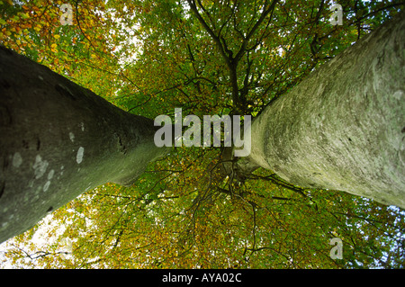 Herbst Buche Baumkronen in Dorset county England UK Stockfoto