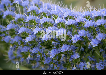 Bugloss oder Blueweed Echium Webbii Boraginaceae blau Stockfoto