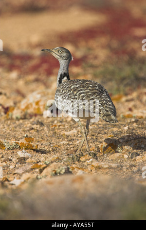 Houbara Bustard Chlamydotis Undulata stalking in der Wüste auf Fuerteventura im März. Stockfoto