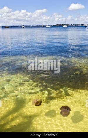 Zwei australische entdeckt Quallen (Phyllorhiza Trommler) in den Swan River bei Matilda Bay. Perth, Western Australia, Australia Stockfoto