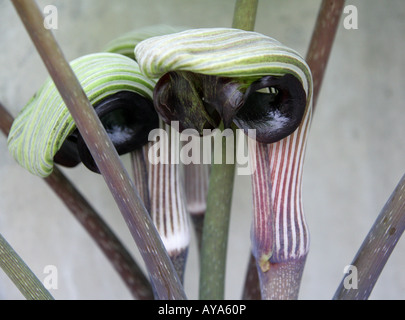 Japanische Cobra Lily Arisaema Ringens aka Jack auf der Kanzel Stockfoto