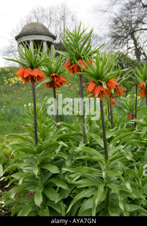 Crown Imperial Lily, Fritillaria Imperialis. Anbau vor Kew Gardens Rotunde Stockfoto