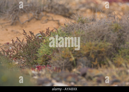 Stone Curlew Burhinus Oedicnemus stehen hinter Busch, getarnt Wüste Hintergrund auf Fuerteventura im März. Stockfoto