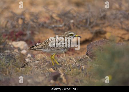 Stone Curlew Burhinus Oedicnemus stehen in Wüste auf Fuerteventura im März. Stockfoto