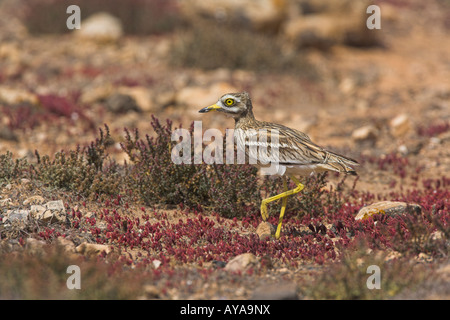 Stone Curlew Burhinus Oedicnemus Wandern in der Wüste auf Fuerteventura im März. Stockfoto