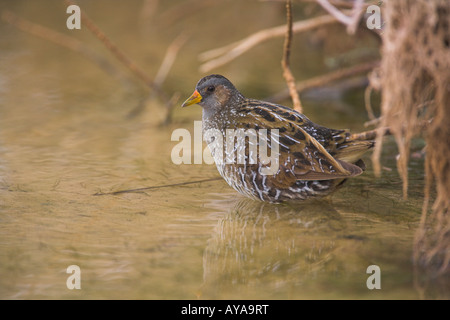 Spotted Crake Porzana Porzana stehen am Rand des Pools auf Fuerteventura im März. Stockfoto