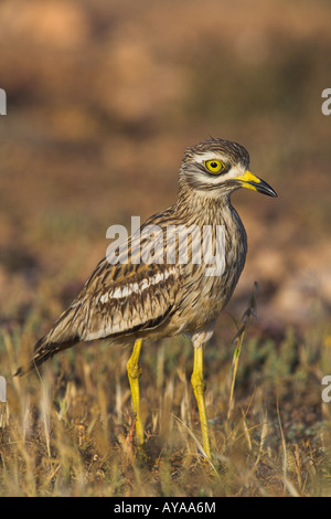 Stone Curlew Burhinus Oedicnemus stehen in Wüste auf Fuerteventura im März. Stockfoto