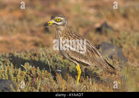 Stone Curlew Burhinus Oedicnemus stehen in Wüste auf Fuerteventura im März. Stockfoto