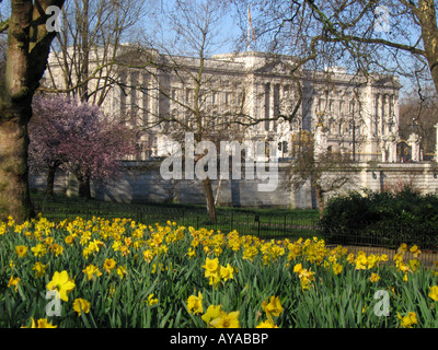 Buckingham Palace mit Narzissen blühen im Frühjahr in den Vordergrund Westminster London England Großbritannien Stockfoto