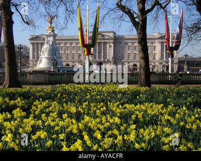 Buckingham Palace mit Narzissen blühen im Frühjahr in den Vordergrund Westminster London England Großbritannien Stockfoto