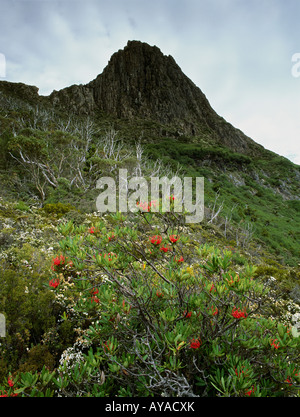 Tasmanischen Waratah Busch in voller Blüte unter Weindorfers Turm Cradle Mountain Lake St. Clair National Park Tasmanien Insel Australien Stockfoto