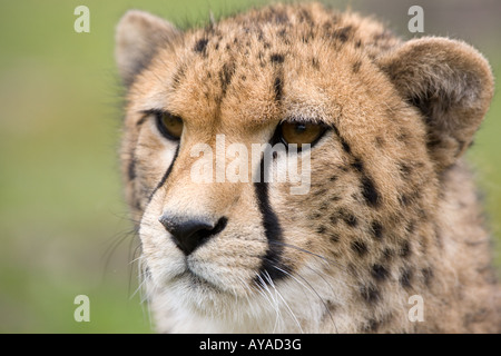 Leiter des jungen Geparden - Acinonyx jubatus Stockfoto