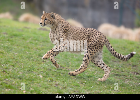 junge Geparden im vollen Sprint - Acinonyx jubatus Stockfoto
