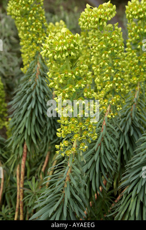 Mittelmeer Holz Wolfsmilch Euphorbia Characias Ssp wulfenii Stockfoto