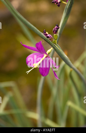 Satin Flower aka Grass Widow oder Douglas Grasswidow, Olsynium douglasii, Iridaceae. Alias Douglas' Olsynium, blauäugiges Gras, lila-äugiges Gras. USA Stockfoto
