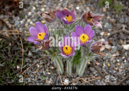 Europäische Pasque Blume Pulsatilla Vulgaris Anemoneae Stockfoto