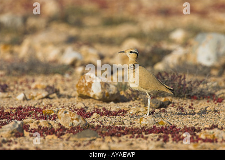 Cremefarbene Courser Cursorius Cursor Erwachsenen stehen auf Wüstenebene auf Fuerteventura im März. Stockfoto