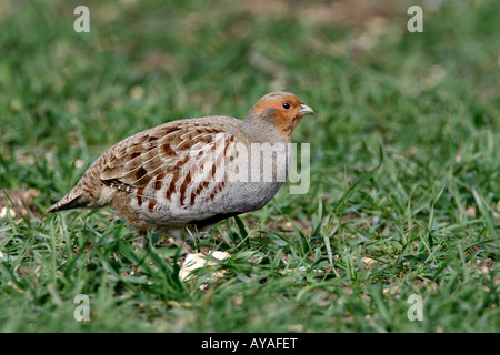 Männliche Rebhuhn Perdix Perdix in Winterweizen Therfield Hertfordshire Stockfoto