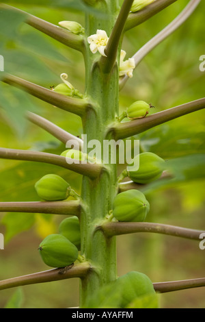 Junge Früchte und Blumen auf Papayabaum Stockfoto