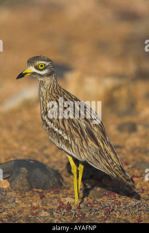 Stone Curlew Burhinus Oedicnemus stehen in Wüste auf Fuerteventura im März. Stockfoto