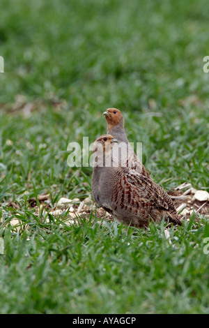 Männlich und Femail Grey Rebhuhn Perdix Perdix in Winterweizen Therfield Hertfordshire Stockfoto